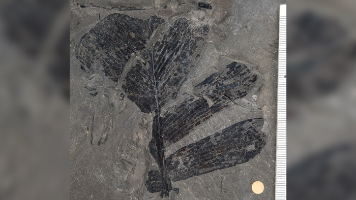 A specimen of Ctenis nilsonii (Nath.) Harris, from the Rhaetian of Scania, Sweden. This lineage of cycads lived from the Triassic to the Miocene but did not leave any extant relatives.