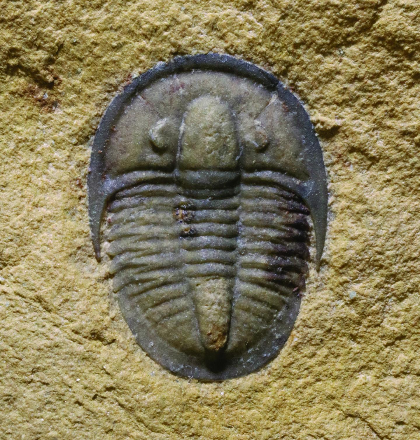 Trilobites and end of Cambrian explosion | EurekAlert!