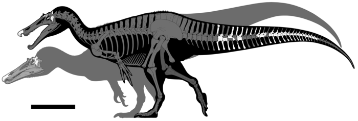 Locations of the bones found