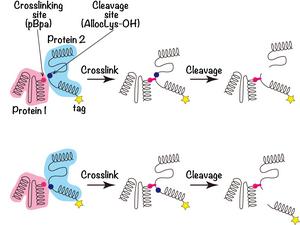 Figure 1. Combination of site-directed photo-crosslinking and AllocLys-OH-mediated site-directed cleavages