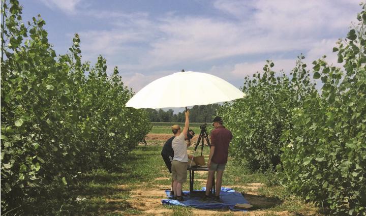 Grant to Develop Drought-Tolerant Poplars for Bioenergy (1 of 2)