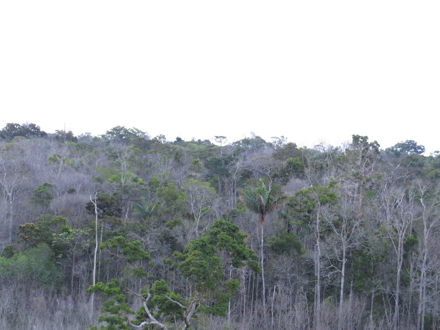 Dying forest in Central Amazon