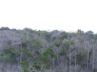 Dying Forest in Central Amazon