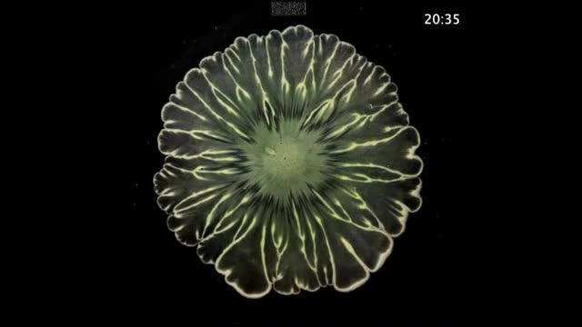 Bacterial Cultures Form Flower Patterns