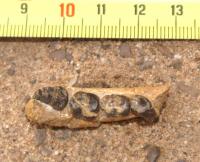 A Fossil Jaw of the Newly Discovered Ancient Old World Monkey Named Alophia
