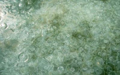 <i>Aurelia aurita</i>, in Chesapeake Bay