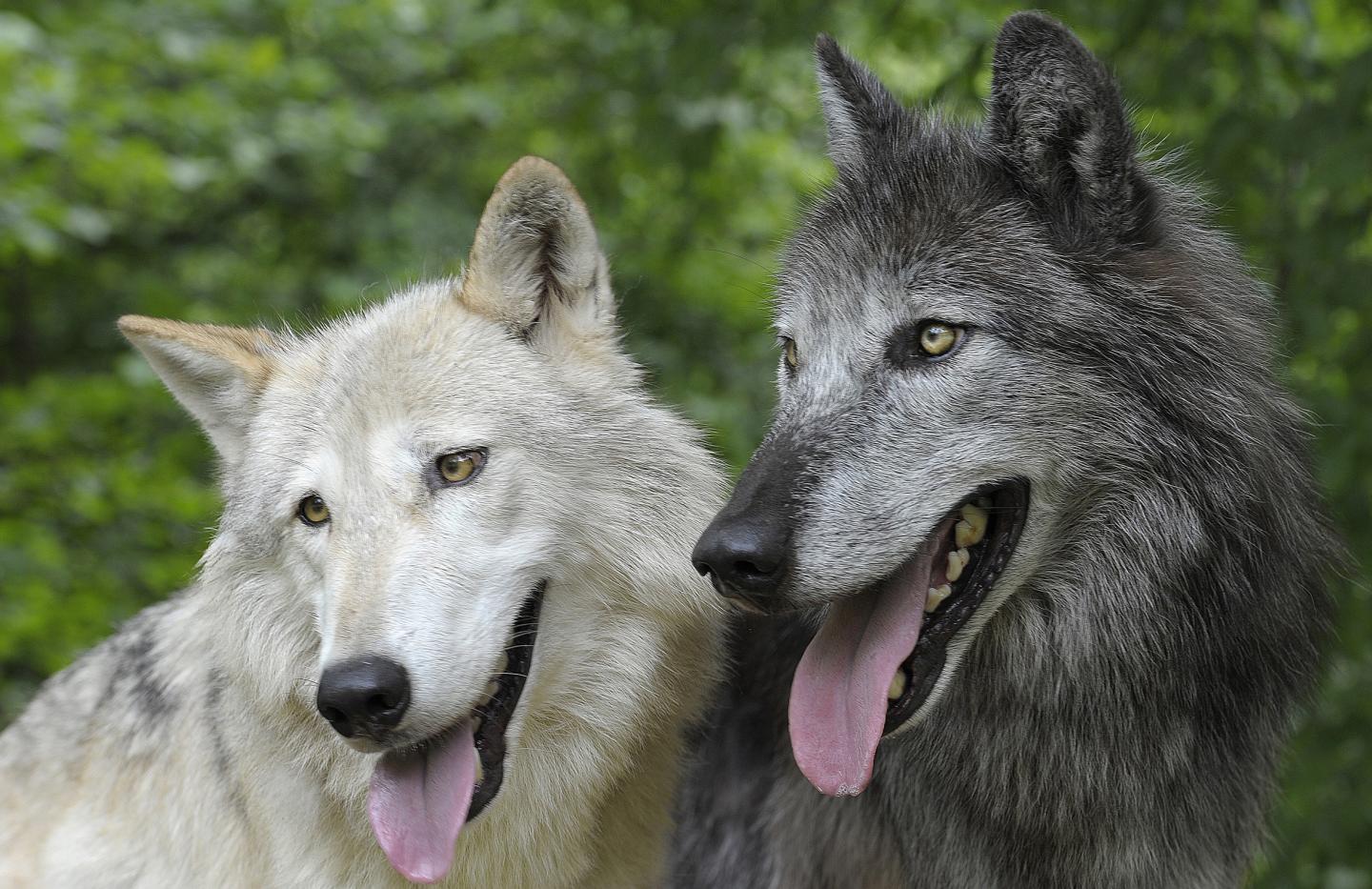 Wolves Cooperate