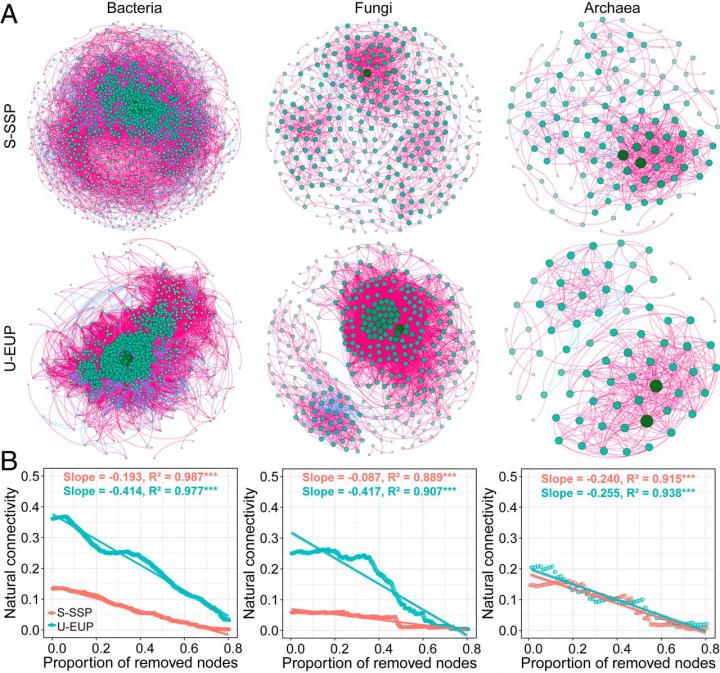 Co-occurrence networks (A) and robustness analysis (B) for microbial communities