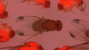 Gene Drive Could Suppress Agricultural Pests