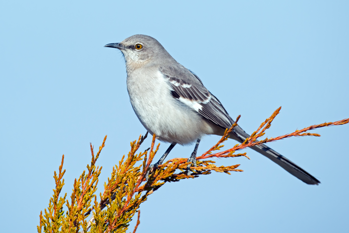 Northern Mockingbird