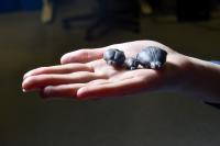 Palaeontologist Uses 3D Models to Explore Brain Evolution in Rodents and Primates 1