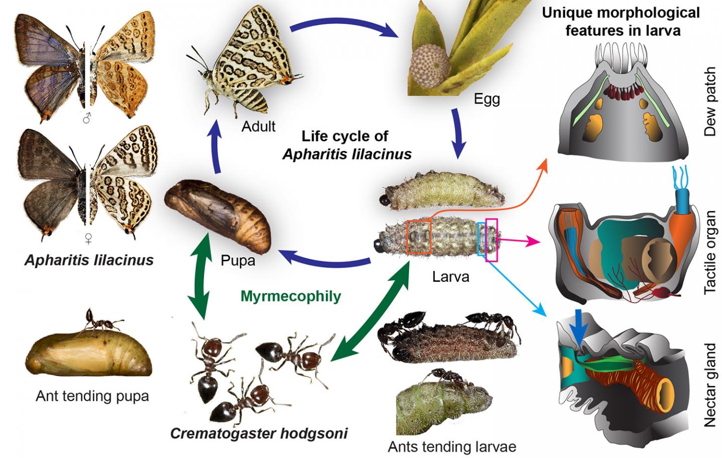 Lifecycle of the Lilac Silverline Butterfly