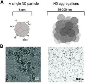 Structure of DNDs and corresponding transmission electron microscopy (TEM) images.