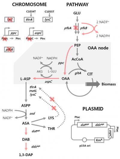Metabolic Engineering Strategies for 1,3-Diaminopropane Production