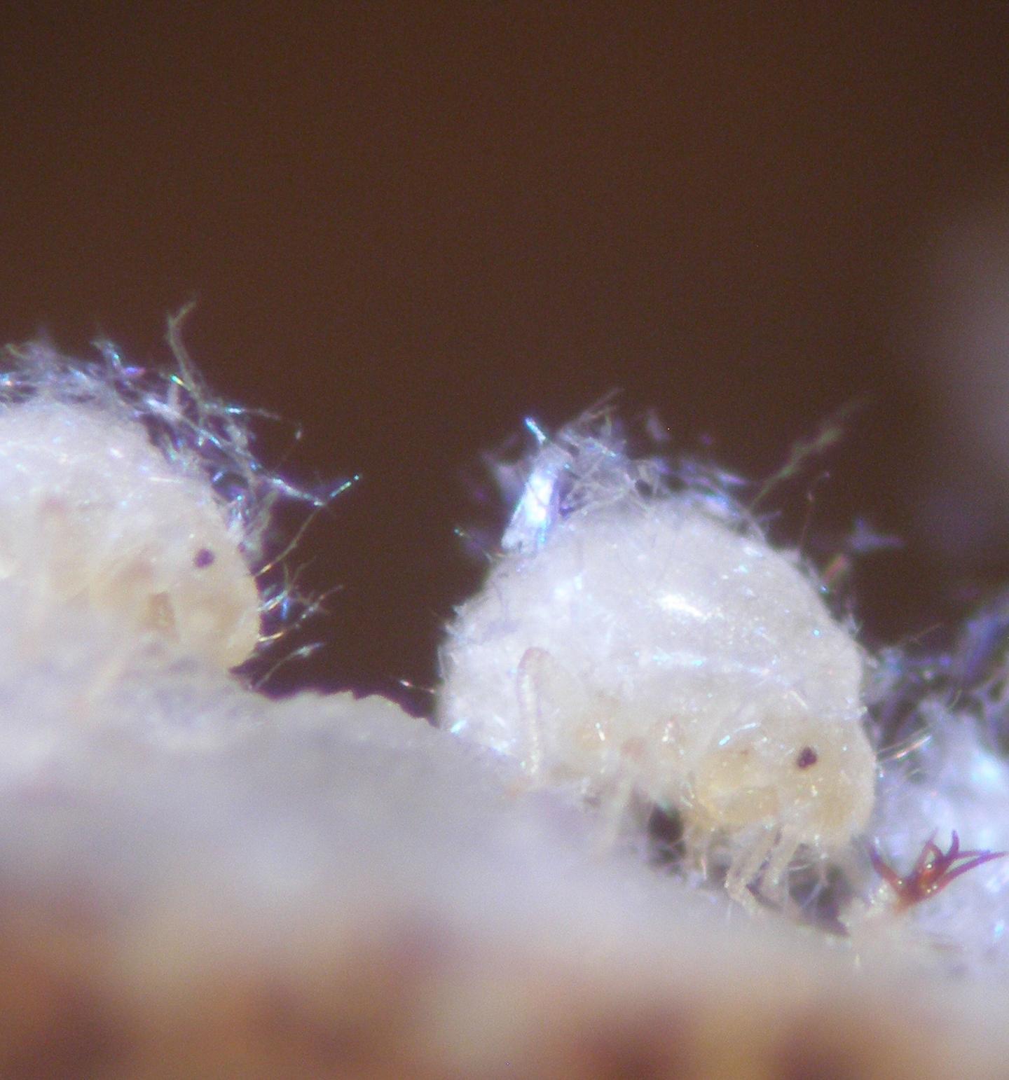 Soldier nymphs of Nipponaphis monzeni repairing a gall breach by discharging coagulating body fluid.