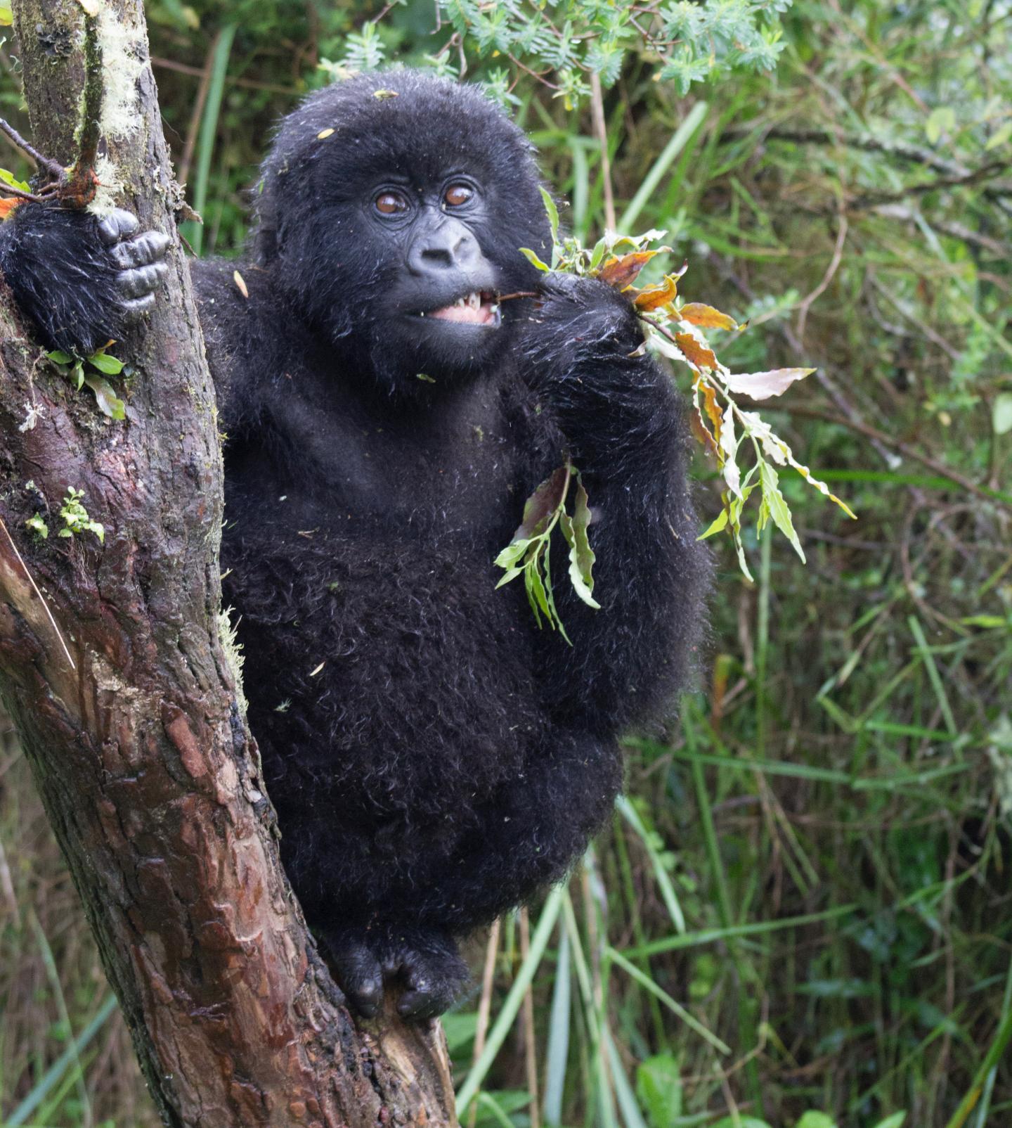 Wild Mountain Gorilla Chews