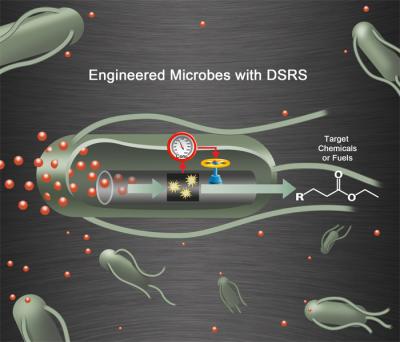 JBEI's DSRS for Microbes