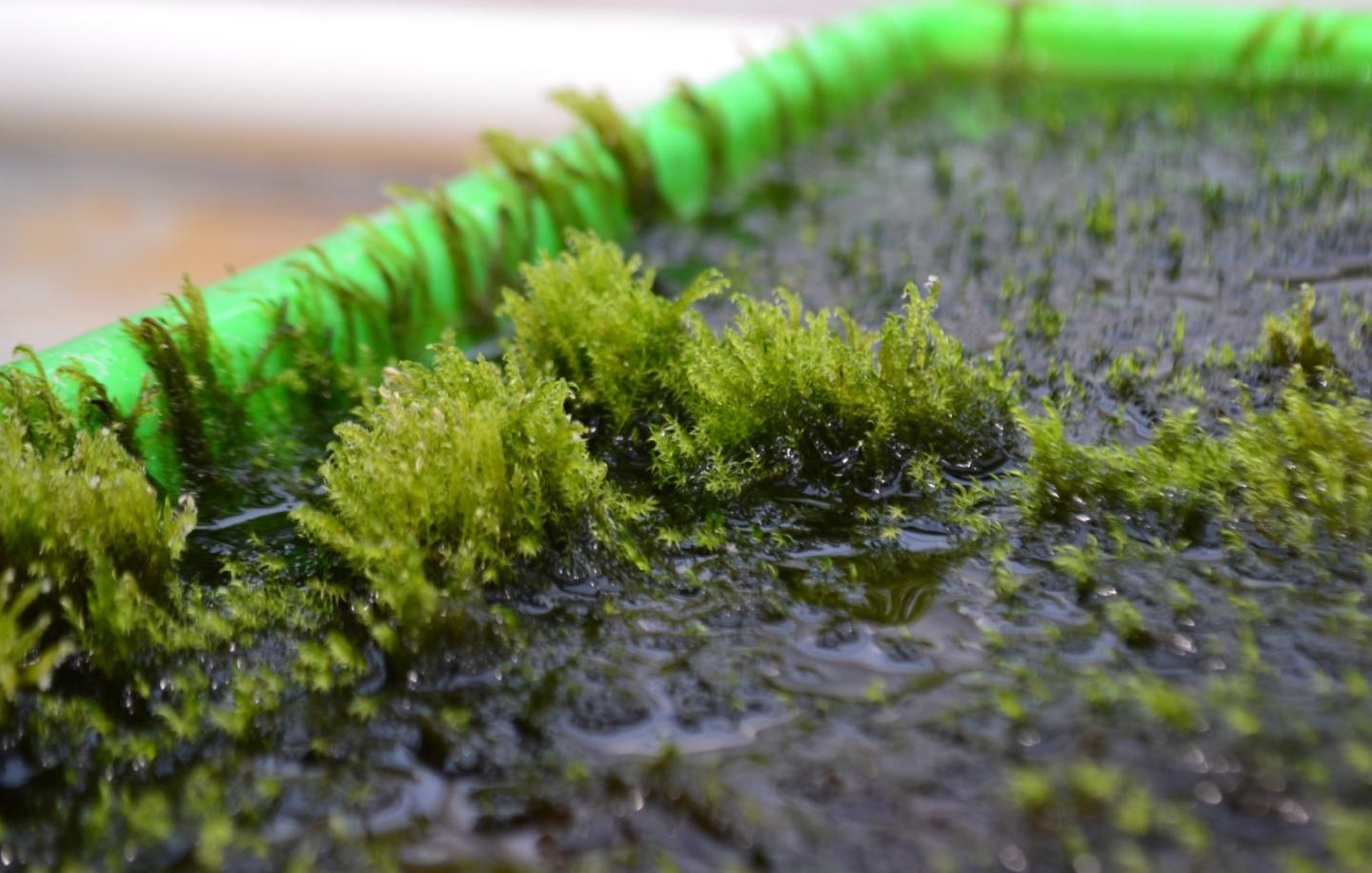 Aquatic Moss 