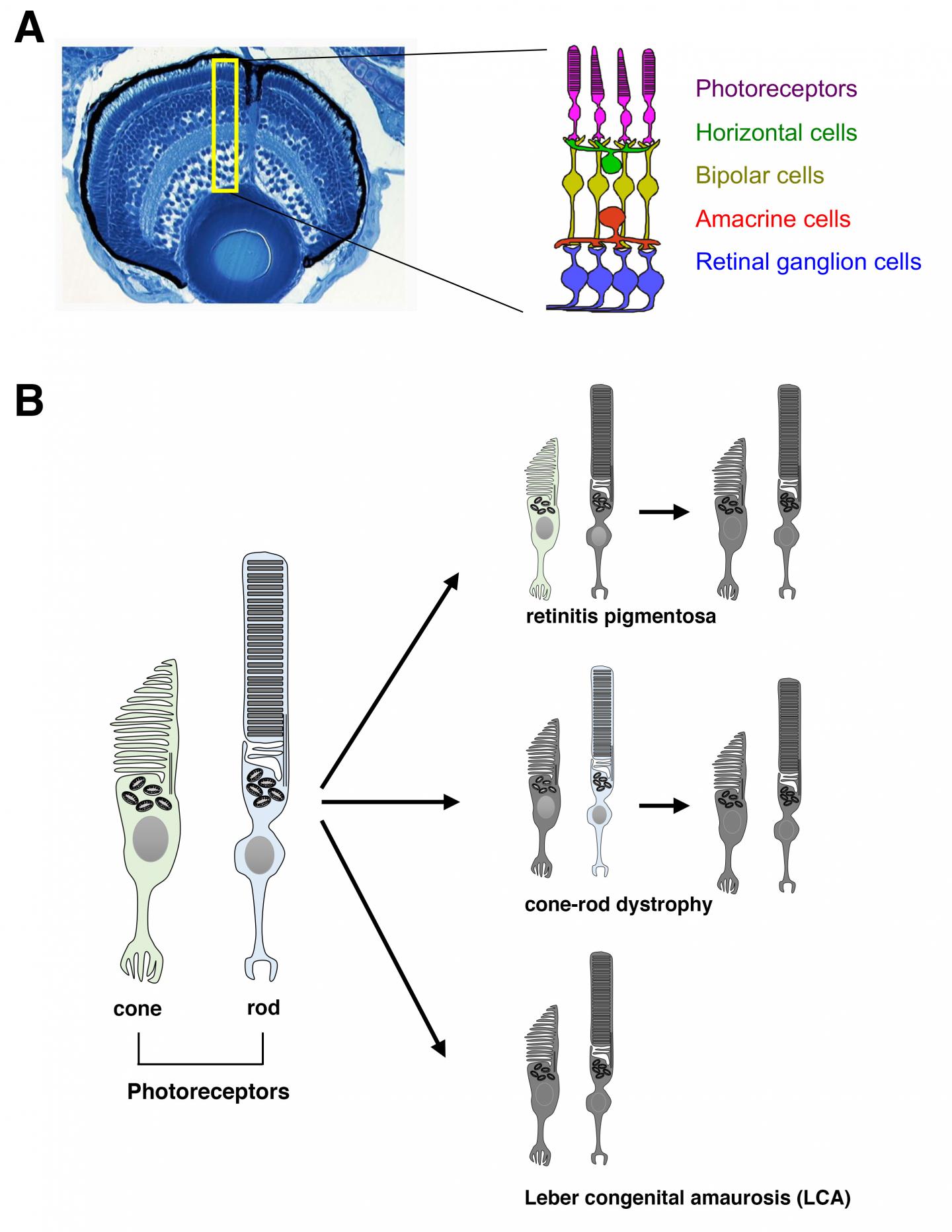 Cone and Rods in the Retina of the Zebrafish