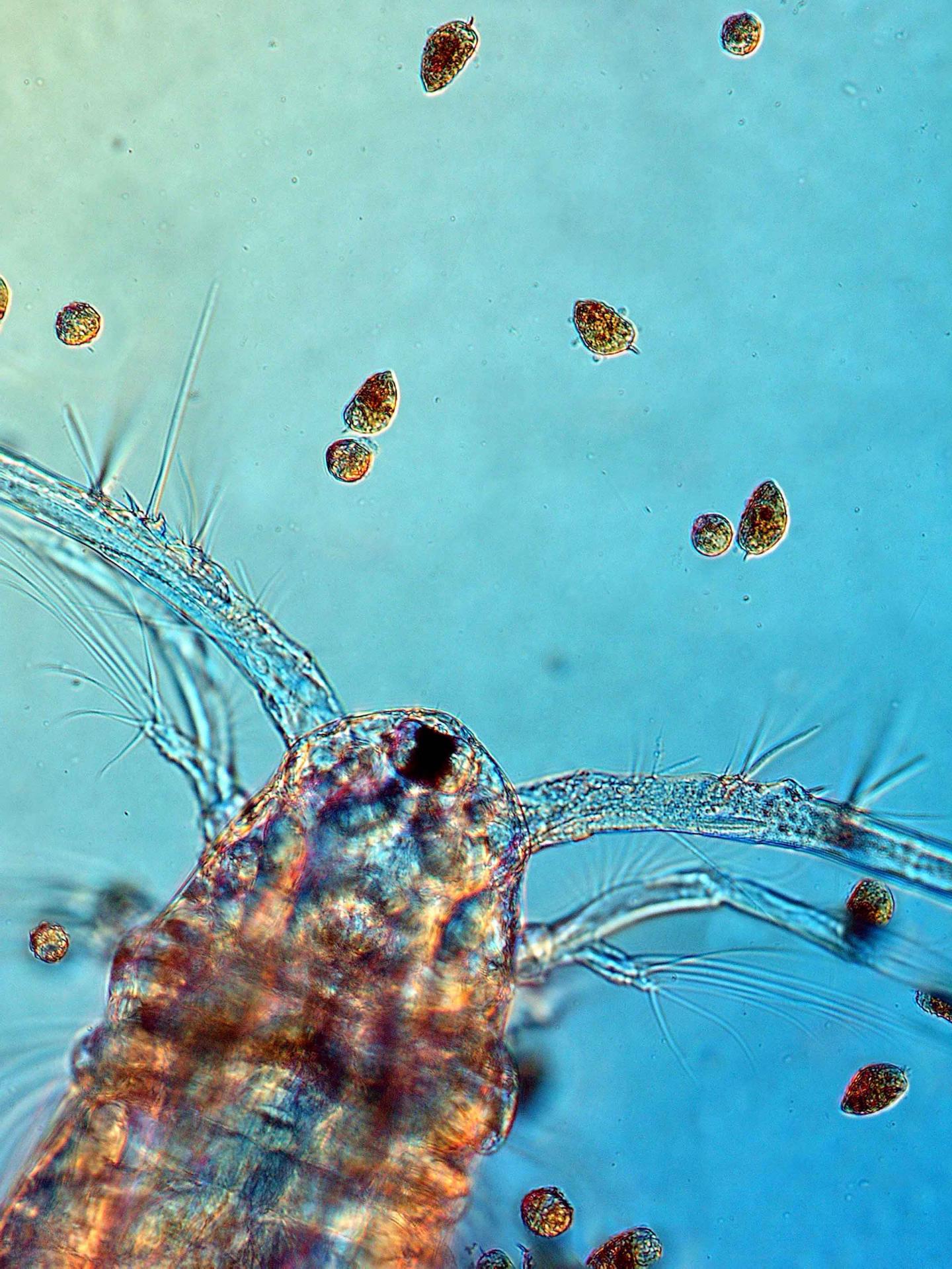 Without Attacking: Plankton Grazers Trigger Toxin Production, Colony Reduction in Planktonic Algae (1 of 2)