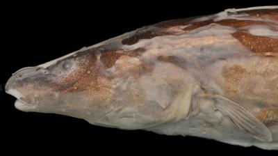 <i>Akawaio penak</i> (2 of 3)