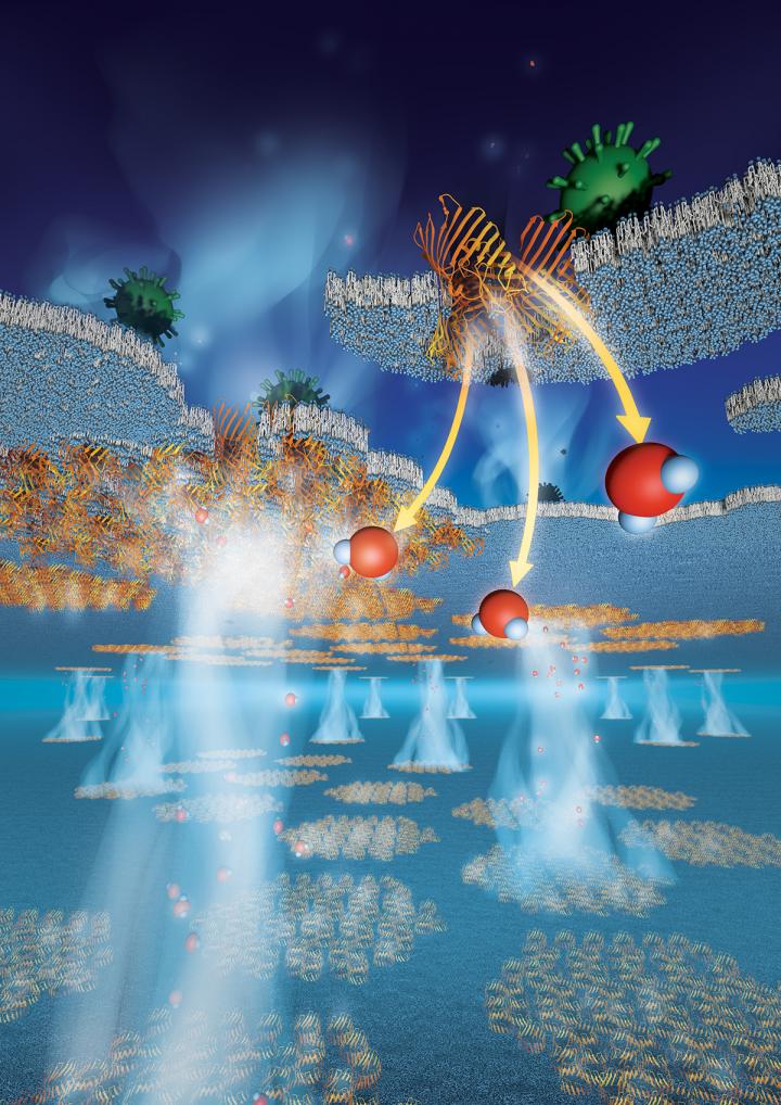 Illustration of Protein Membranes