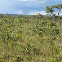 Expanding Tropical Forest Spells Disaster for Conservation (3 of 3)