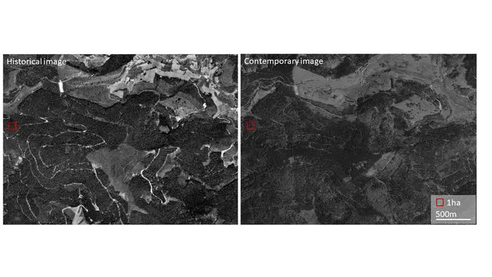 Satellite pictures of  a forest in the Southern Black Forest Region