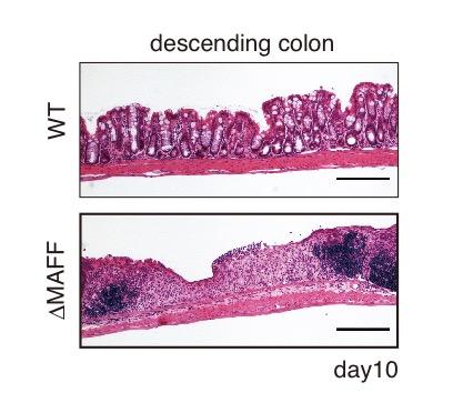 Bacterial MAFF Proteins Protect Against Colitis