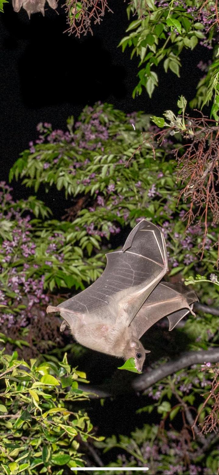 Images of bats.