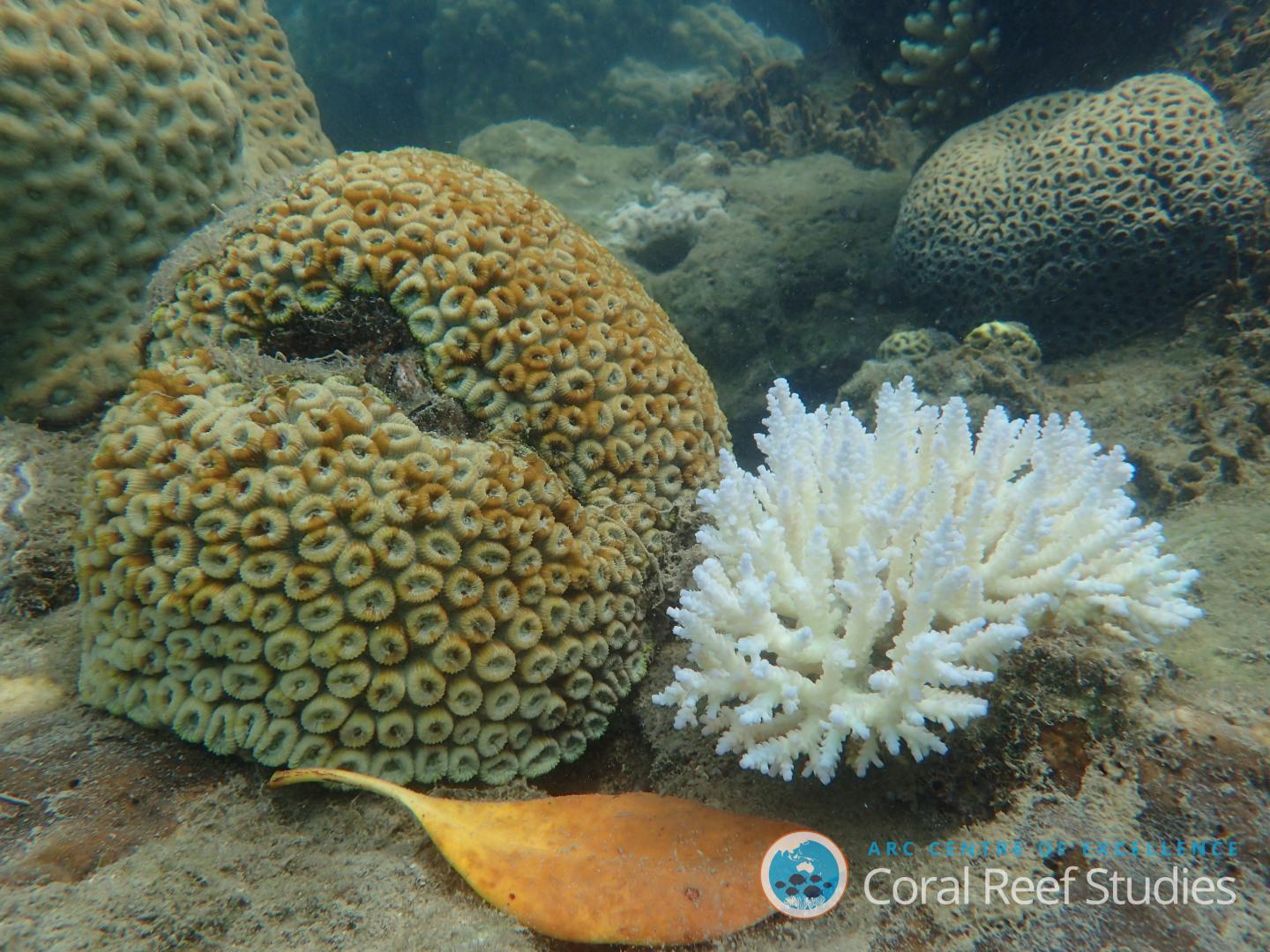 One of These Corals is Not Like the Others