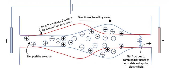 A Schematic of the Peristaltic Microdevice