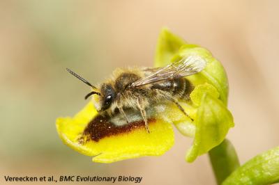 Orchid and Bee