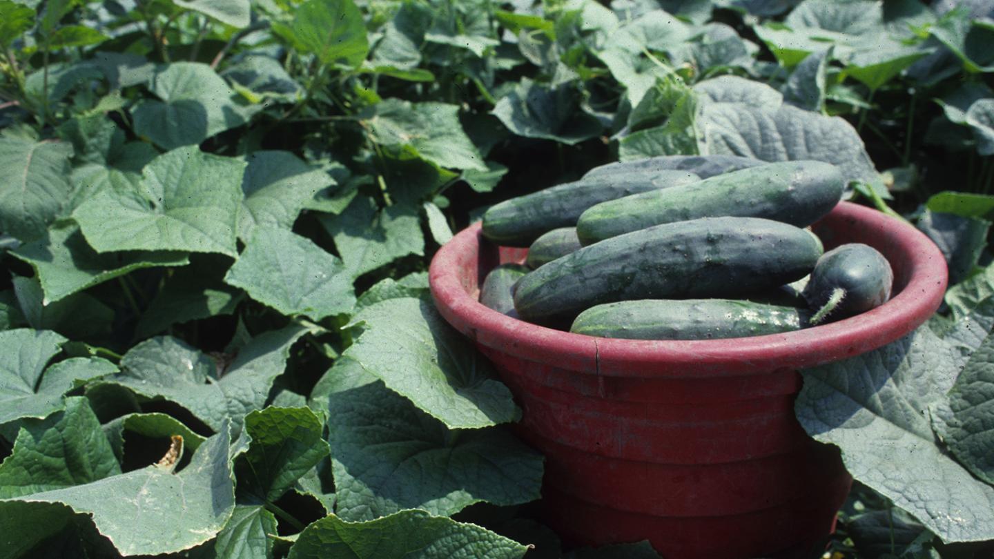 Cucumbers Led To Rise of Costly Plant Disease