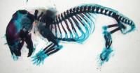 Short-tailed Mouse Xray