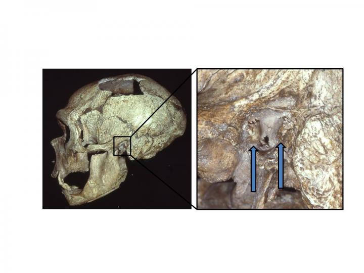 Neanderthaals Commonly Suffered from 'Swimmer's Ear'