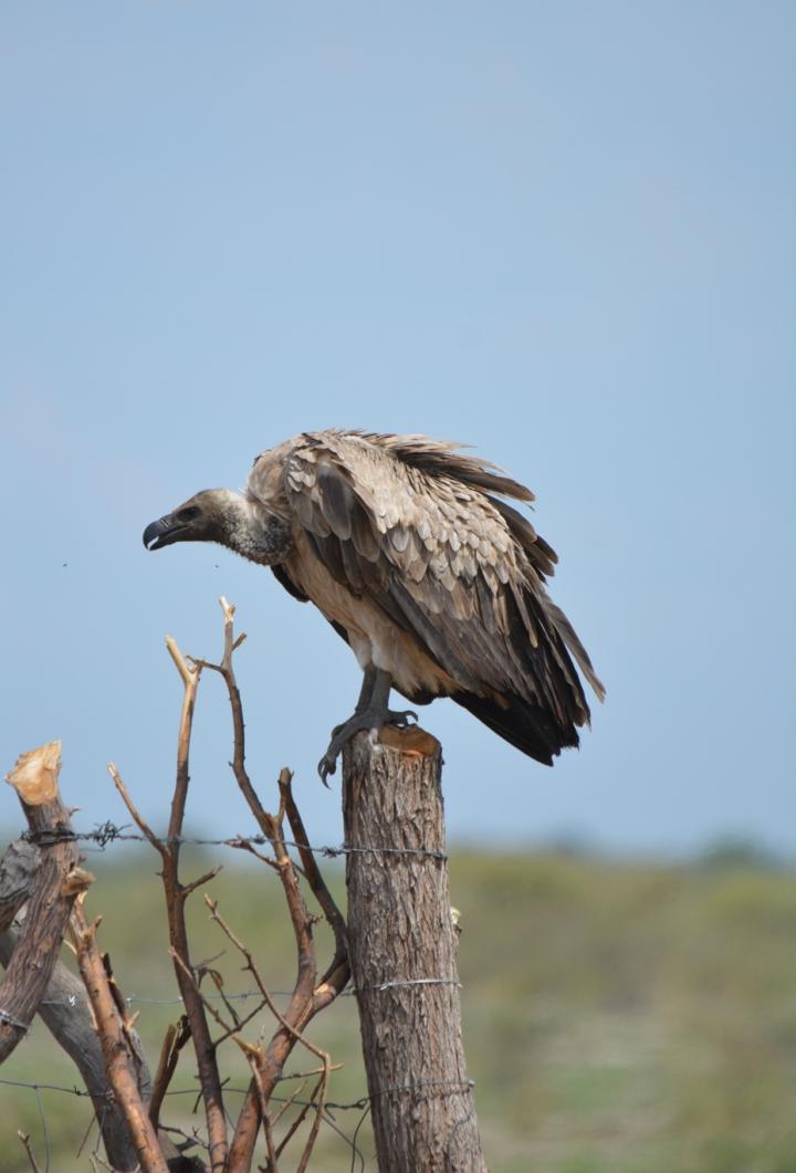 Vulture Surveying Land