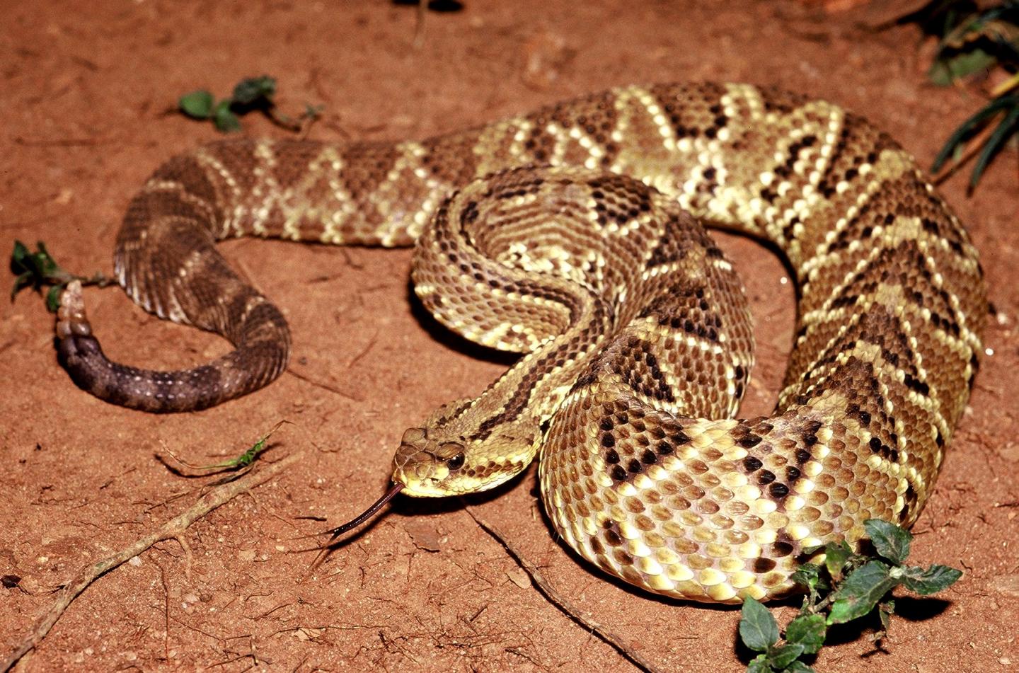 Crotalus Durissus [IMAGE] | EurekAlert! Science News Releases