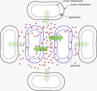 Bacterial competition