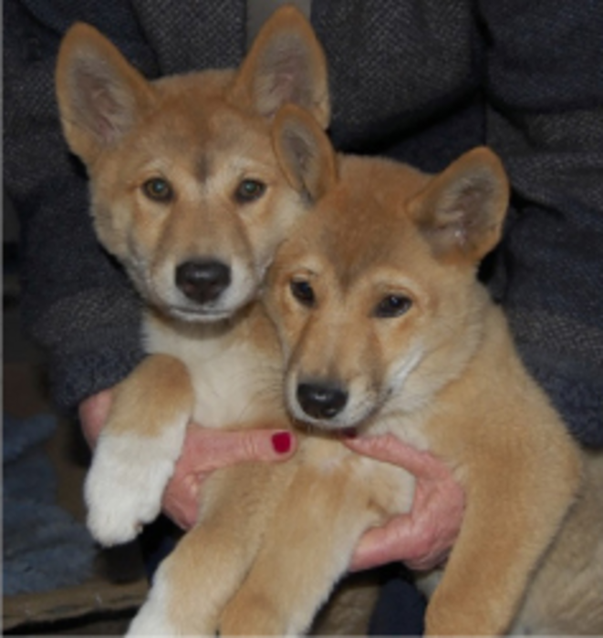 American dingo best sale puppies for sale