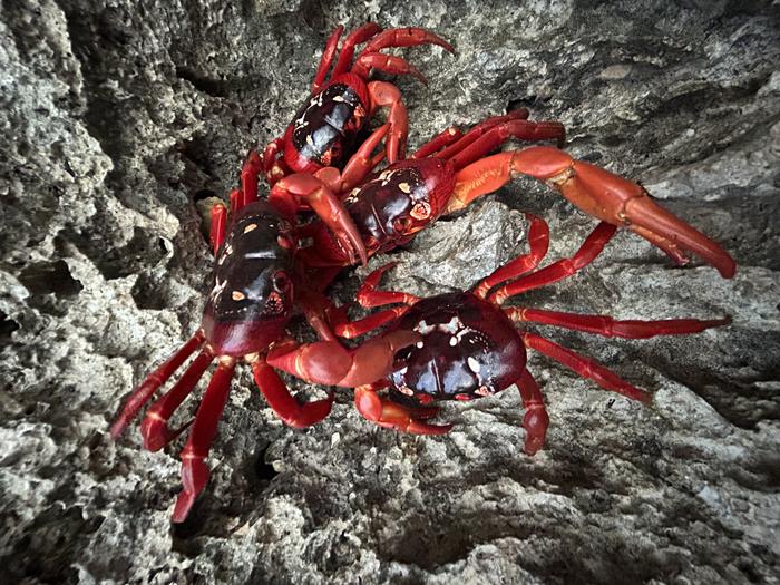 Christmas Island red crabs