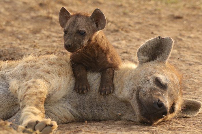 Spotted hyenas