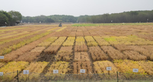 Chickpea in the field