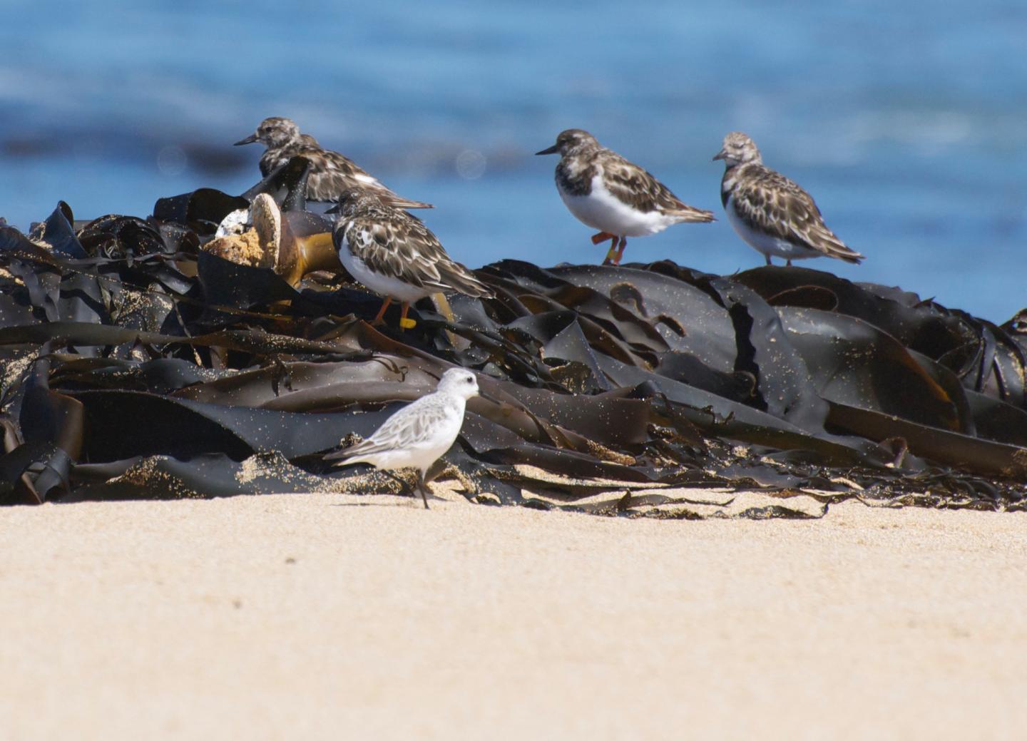 Double-banded Plover