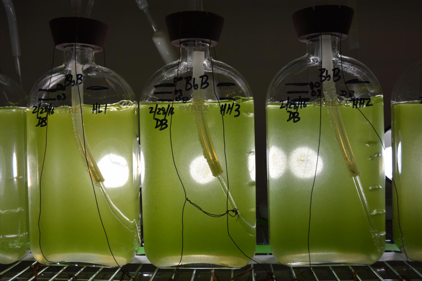 Genome Sequence of Fuel-producing Alga Announced