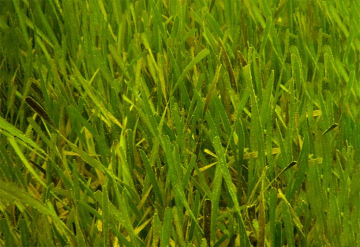 Healthy seagrass