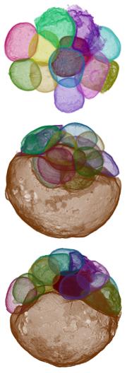 600-Million-Year Old Phosphatized Animal Embryo