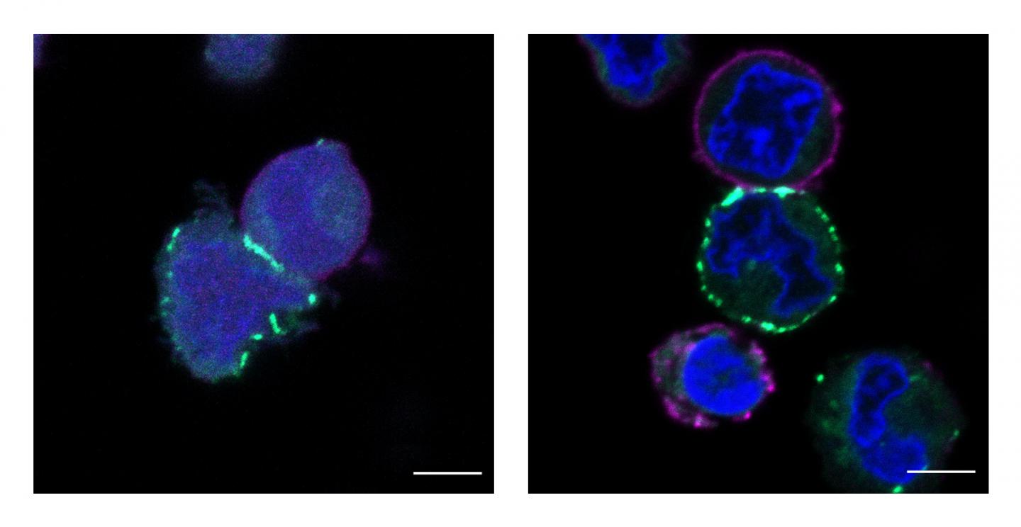 Photocatalyst Tags a Protein's Nearest-Neighbor Molecules