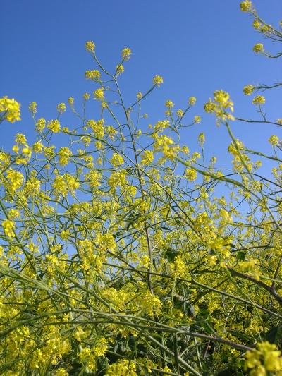 Yellow Flowers, Blue Sky