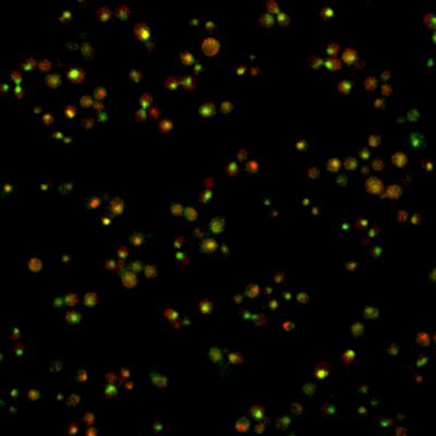 The Relative Timing of Transcription Factor Pulses Affects Gene Expression